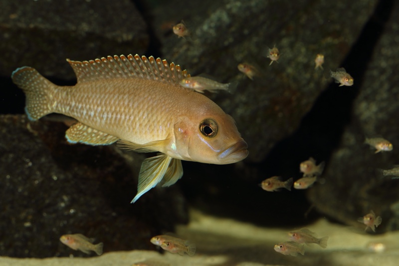 Neolamprologus sp. 'ventralis kasanga' Chituta Bay